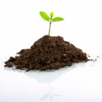 7_istock_000005830377large_seedling